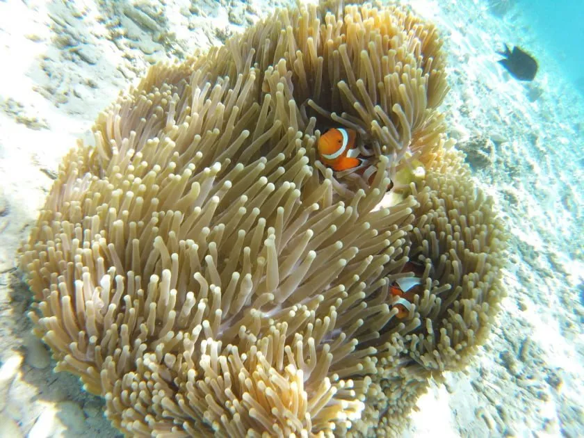 9007 amanpulo resort