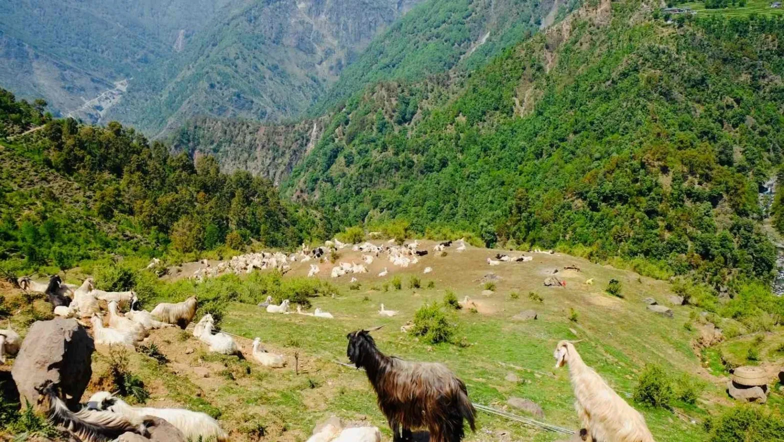 9008 kashmir honeymoon