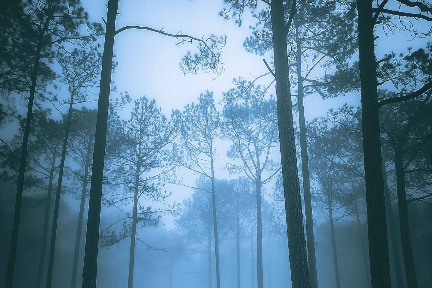 9008 manali honeymoon