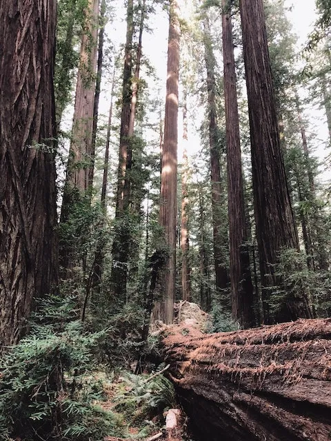 9180 palm springs honeymoon