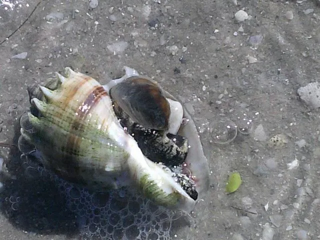 9214 honeymoon island sunset