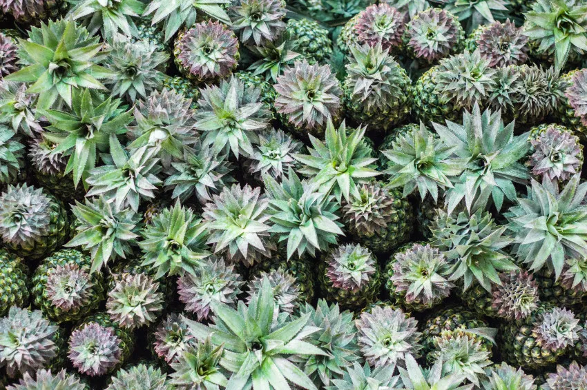 9217 ang thong marine park