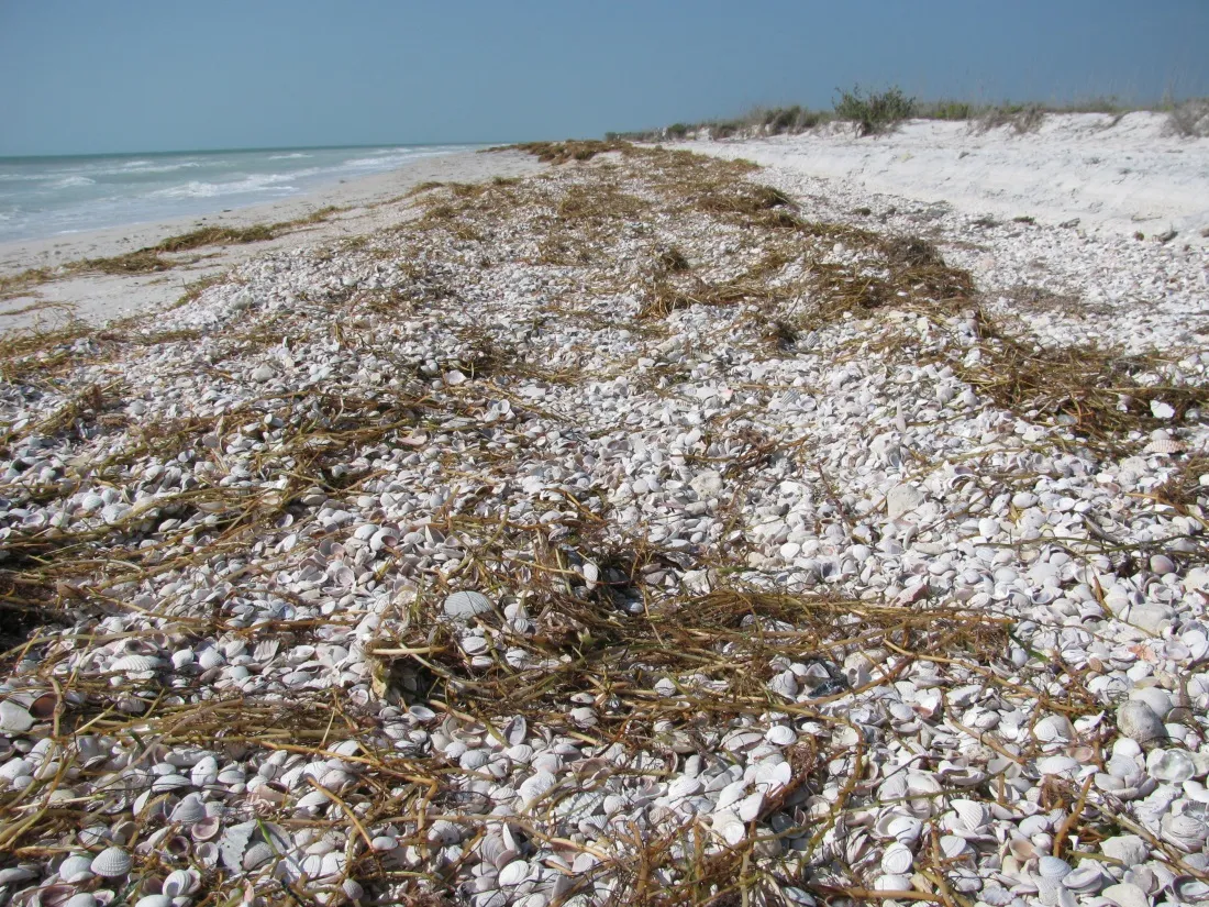 9234 honeymoon island packing
