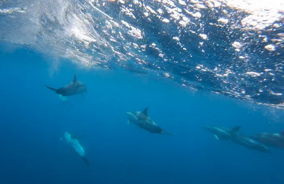 9280 madeira island honeymoon funchal