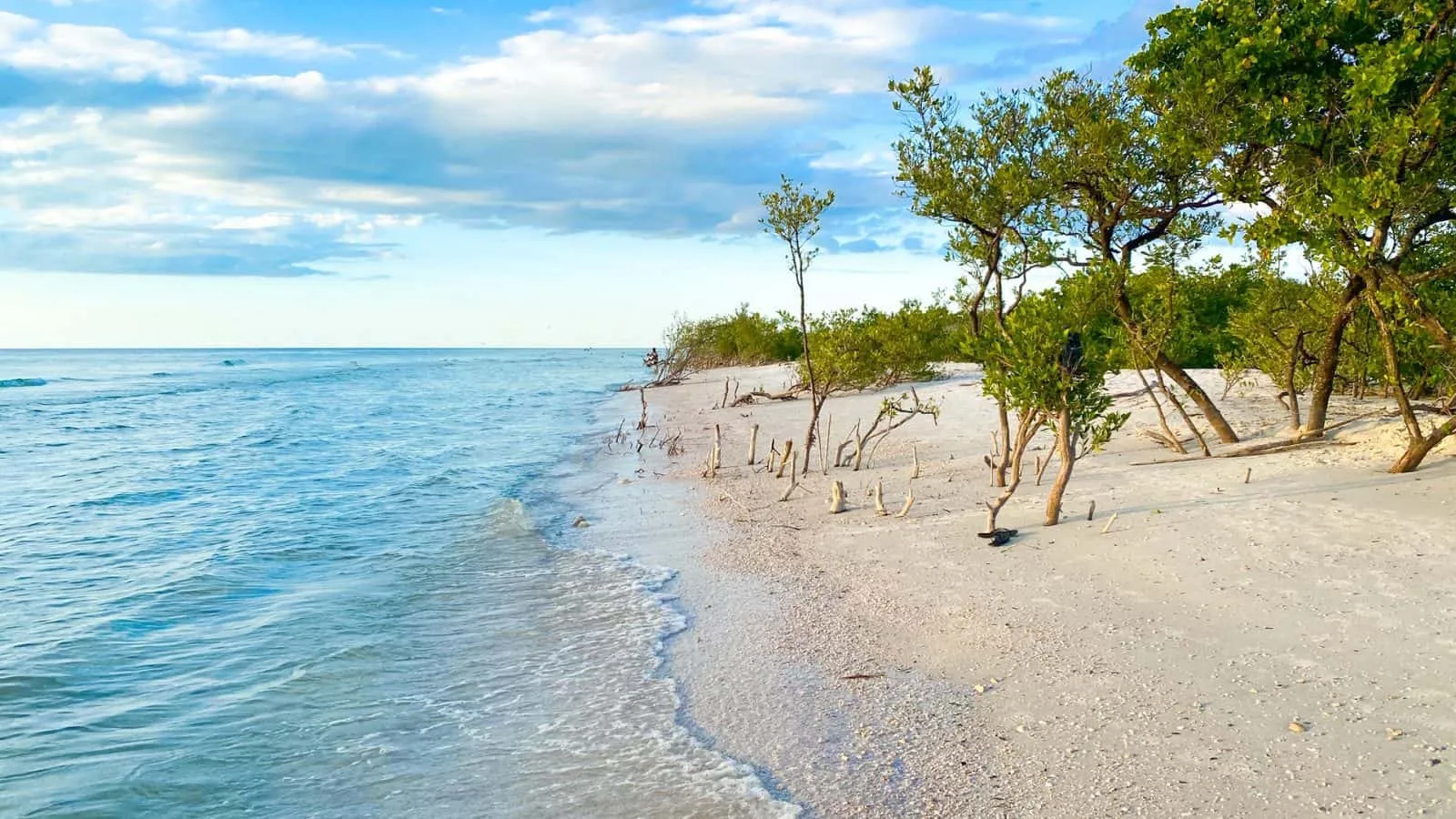 9292 honeymoon island florida birds